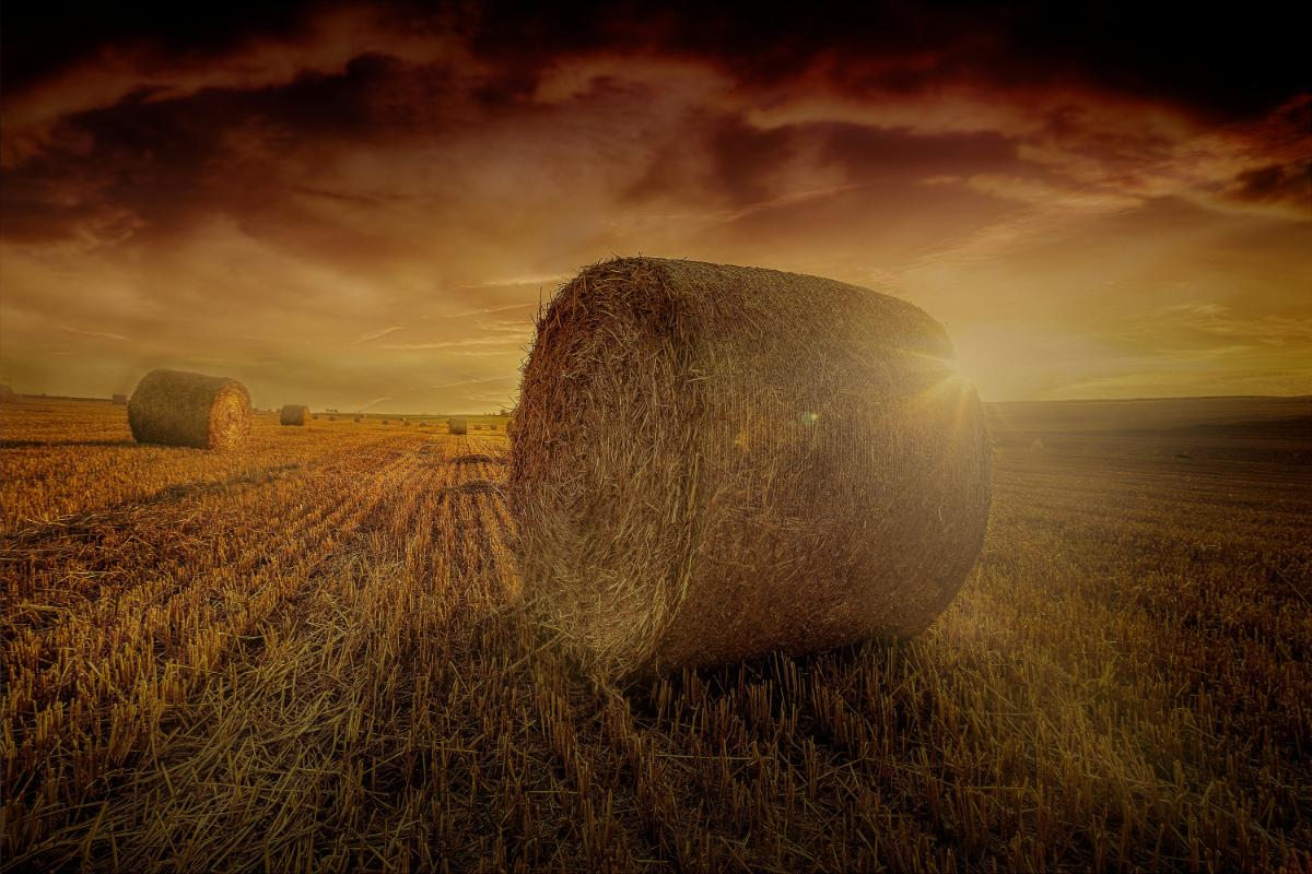 3. Cosirea Lucernei, Ierbii Si Trifoiului Pentru Balotare Si Depozitare In Conditii Optime